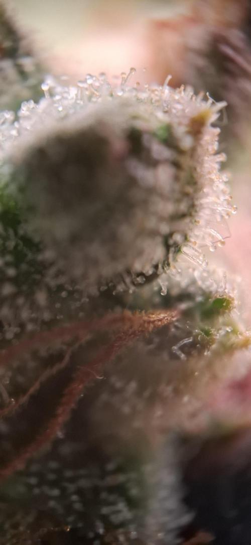 Northern Ligths Fem. u. Sensi Skunk Fem.. Week 17