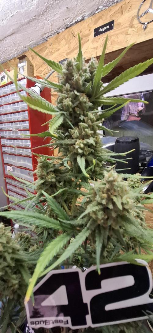 Gorilla Cookies u. Tropicana Cookies. Week 15