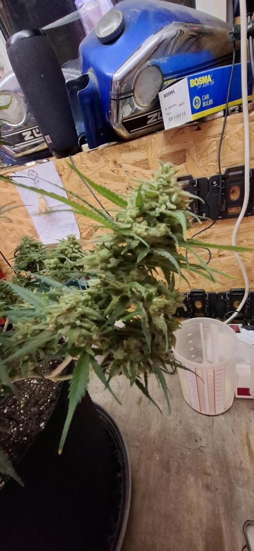 Gorilla Cookies u. Tropicana Cookies. Week 15