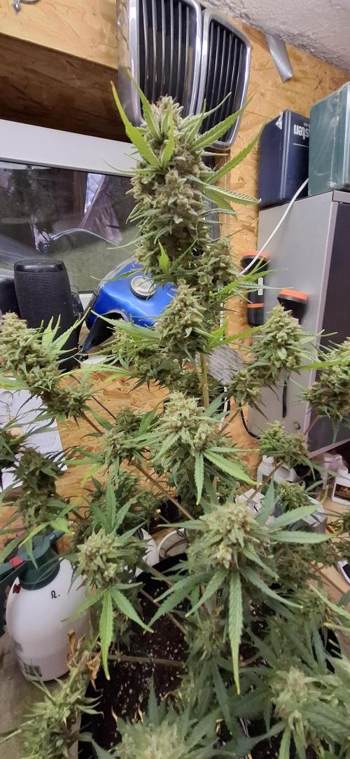 Gorilla Cookies u. Tropicana Cookies. Week 15