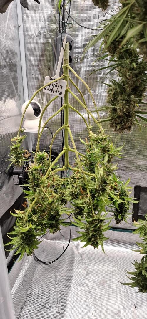 Northern Ligths Fem. u. Sensi Skunk Fem.. Week 18
