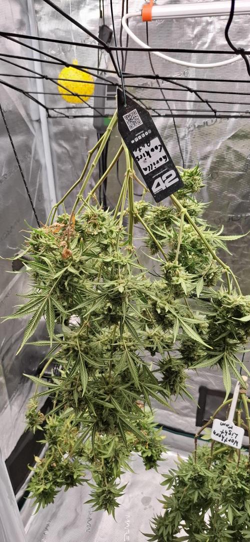 Gorilla Cookies u. Tropicana Cookies. Week 16