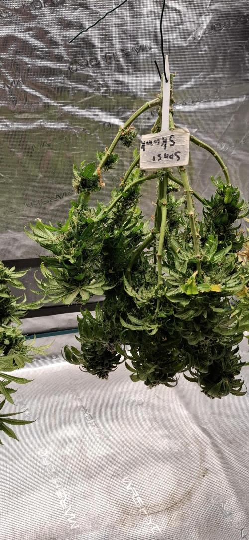 Northern Ligths Fem. u. Sensi Skunk Fem.. Week 18