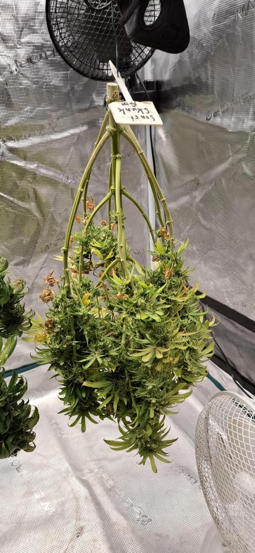 Northern Ligths Fem. u. Sensi Skunk Fem.. Week 18