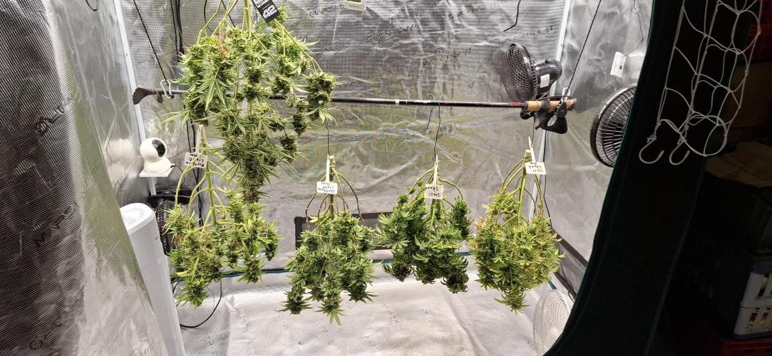 Northern Ligths Fem. u. Sensi Skunk Fem.. Week 18