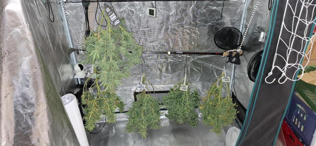 Northern Ligths Fem. u. Sensi Skunk Fem.. Week 18