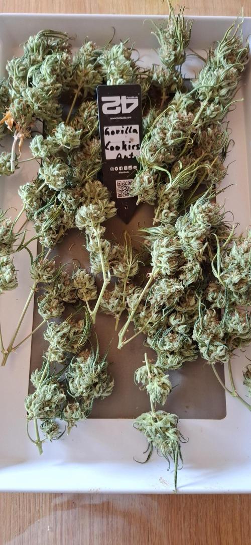 Gorilla Cookies u. Tropicana Cookies. Week 16