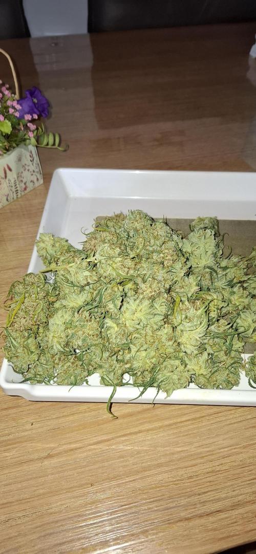 Gorilla Cookies u. Tropicana Cookies. Week 16