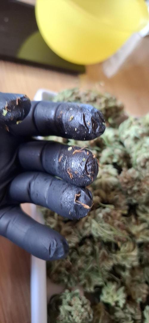 Gorilla Cookies u. Tropicana Cookies. Week 16