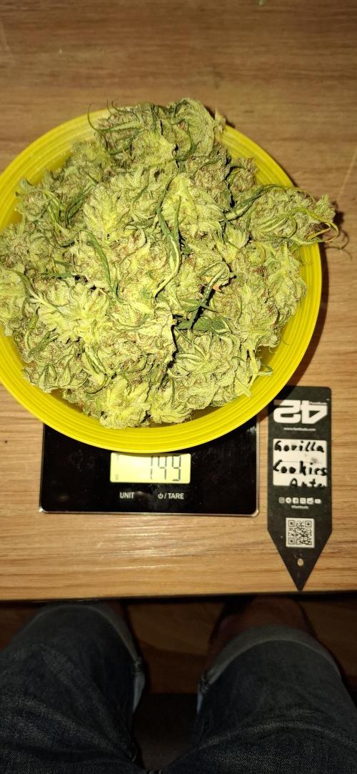 Gorilla Cookies u. Tropicana Cookies. Week 16