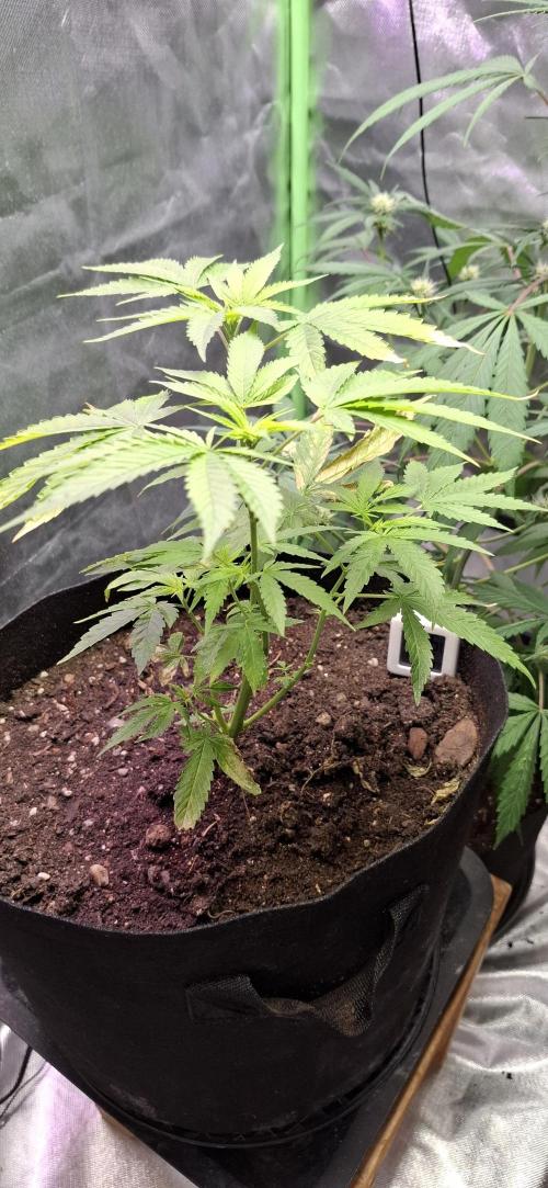Starkes Kraut  🍀. Week 13