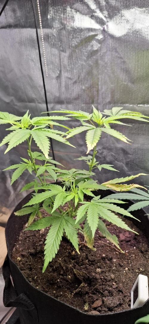 Starkes Kraut  🍀. Week 13