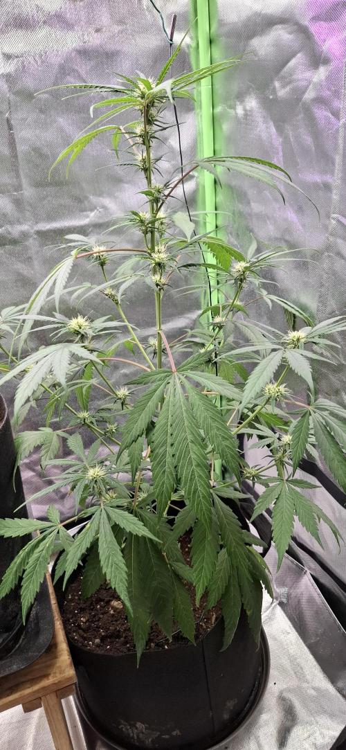 Starkes Kraut  🍀. Week 13
