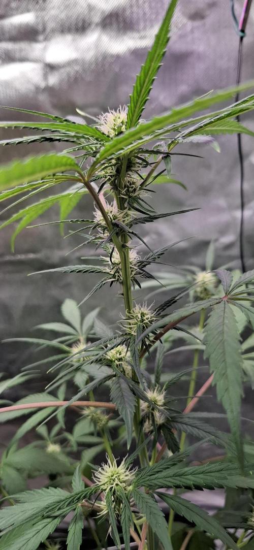 Starkes Kraut  🍀. Week 13