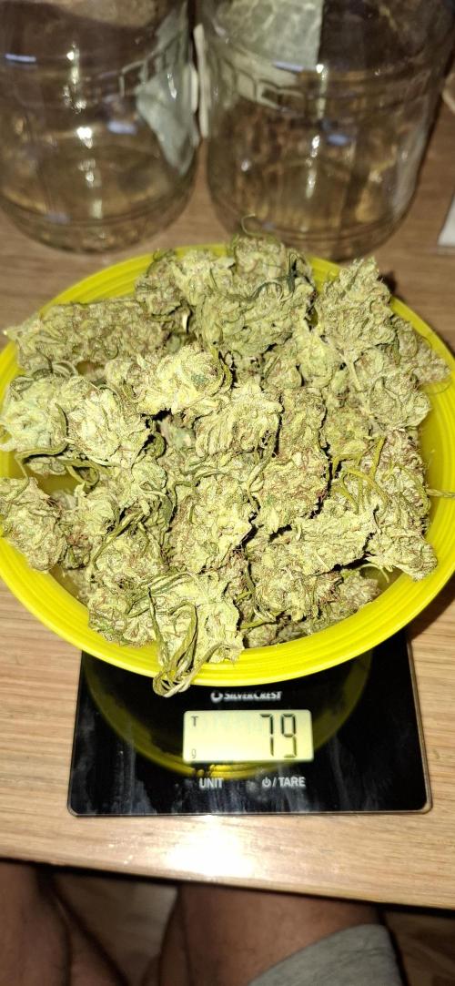 Gorilla Cookies u. Tropicana Cookies. Week 16