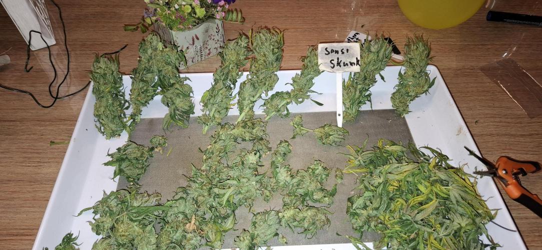 Northern Ligths Fem. u. Sensi Skunk Fem.. Week 18