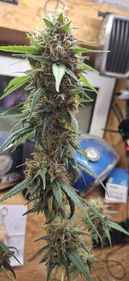 Starkes Kraut  🍀. Week 14