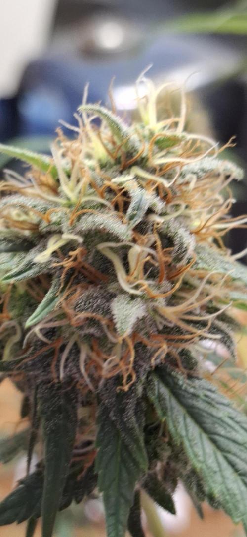 Starkes Kraut  🍀. Week 14