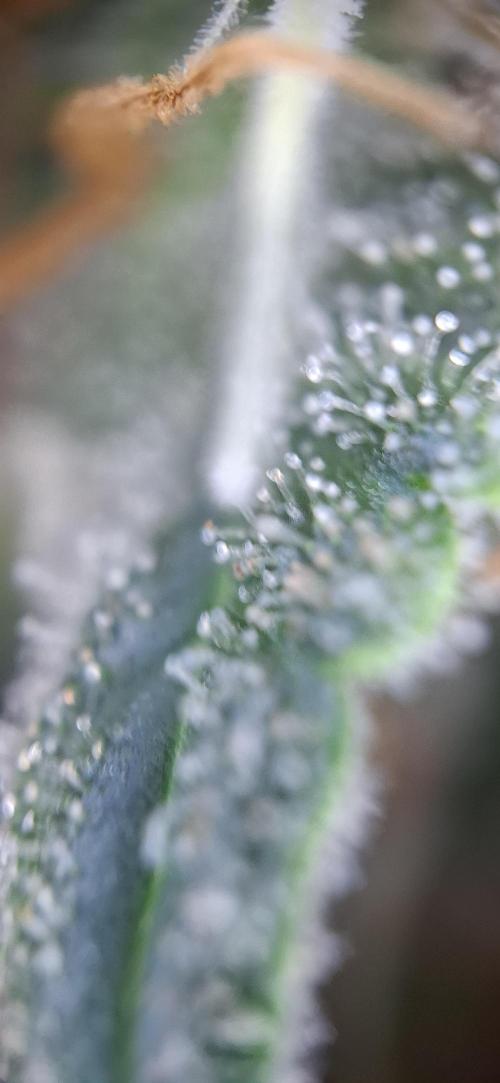 Starkes Kraut  🍀. Week 14