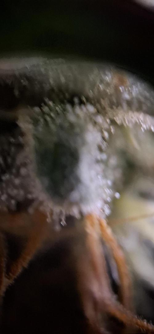 Starkes Kraut  🍀. Week 14