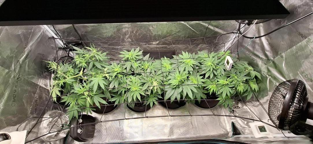 Northern Ligths Fem. u. Sensi Skunk Fem.. Week 8