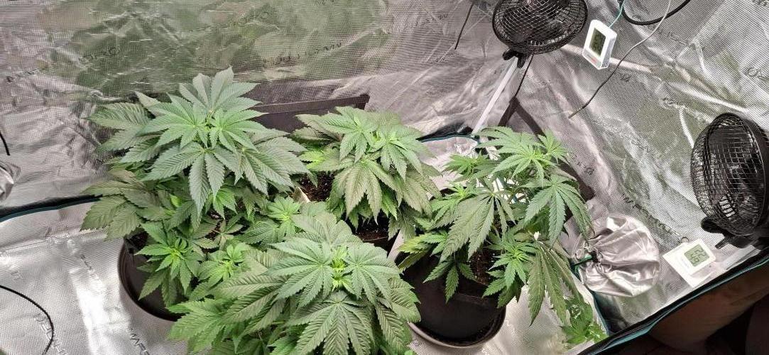 Northern Ligths Fem. u. Sensi Skunk Fem.. Week 5