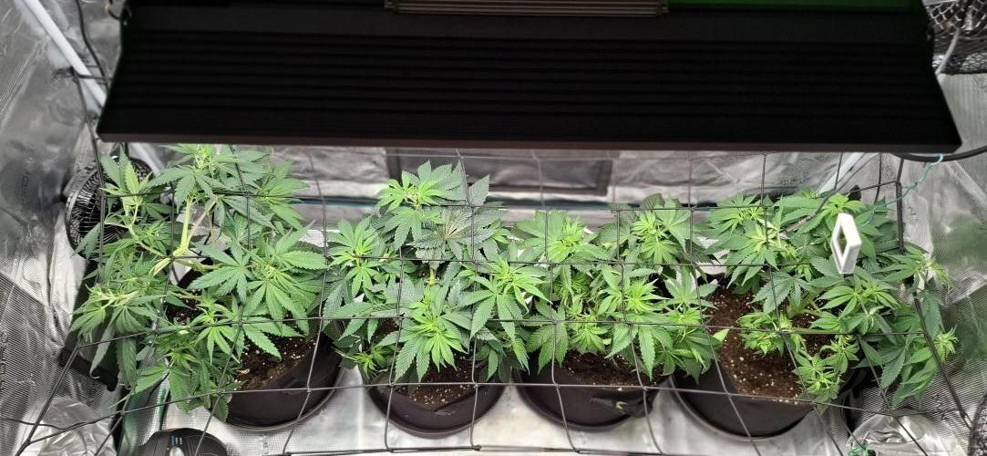 Northern Ligths Fem. u. Sensi Skunk Fem.. Week 7