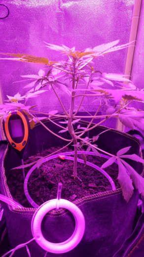 Gorilla's Childhood. Week 5