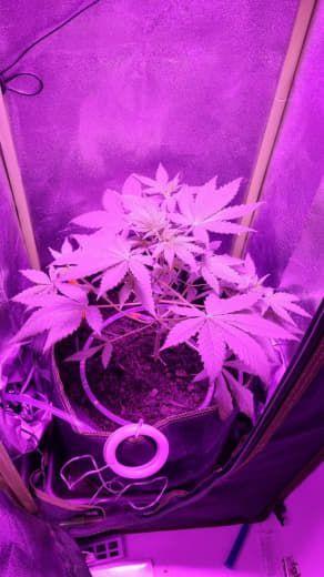 Gorilla's Childhood. Week 5