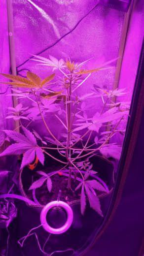Gorilla's Childhood. Week 5