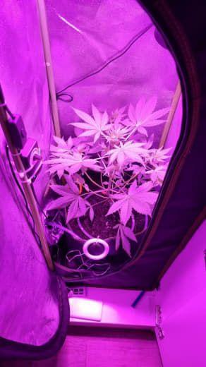 Gorilla's Childhood. Week 5