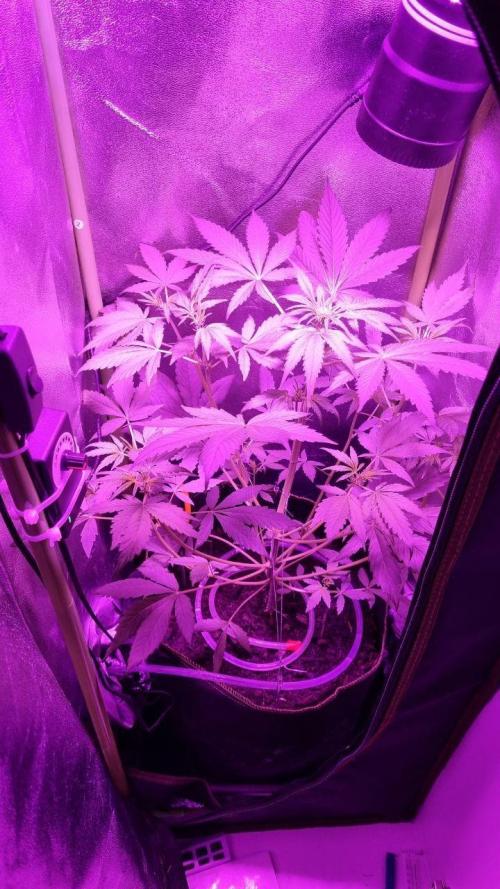 Gorilla's Childhood. Week 5