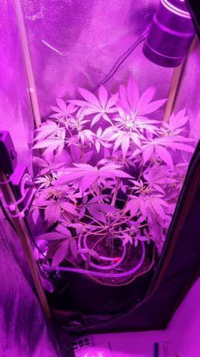 Gorilla's Childhood. Week 5