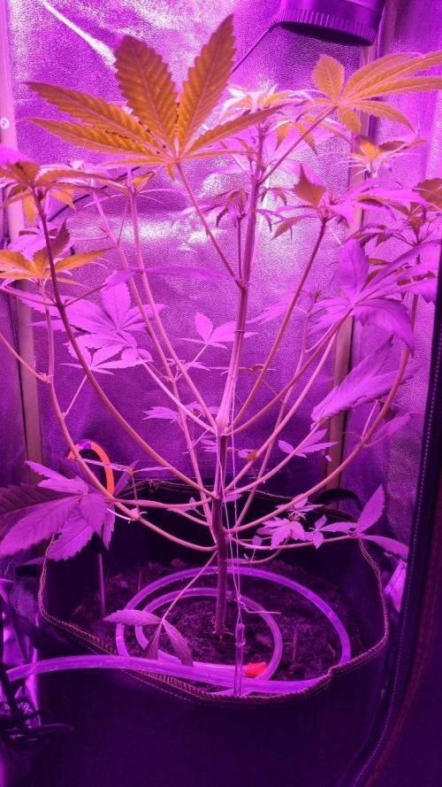 Gorilla's Childhood. Week 5
