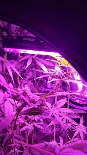 Gorilla's Childhood. Week 9