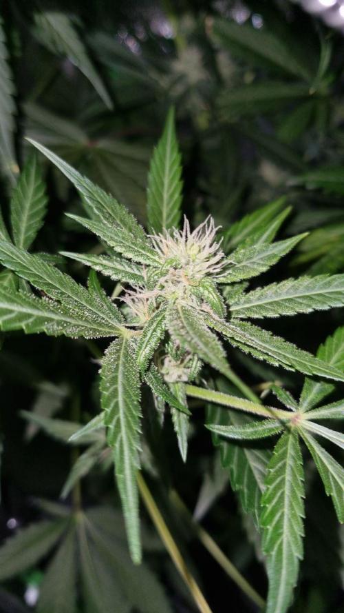 Gorilla's Childhood. Week 9