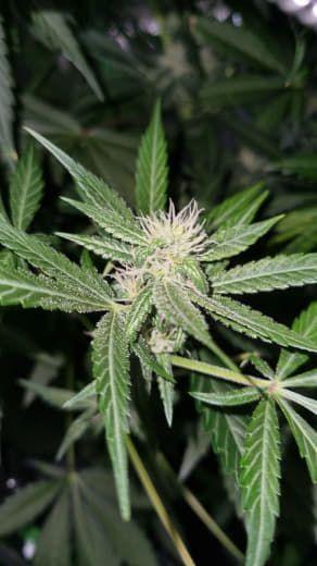 Gorilla's Childhood. Week 9