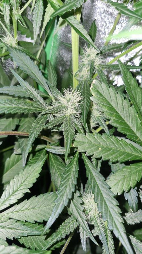 Gorilla's Childhood. Week 9