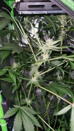 Gorilla's Childhood. Week 9