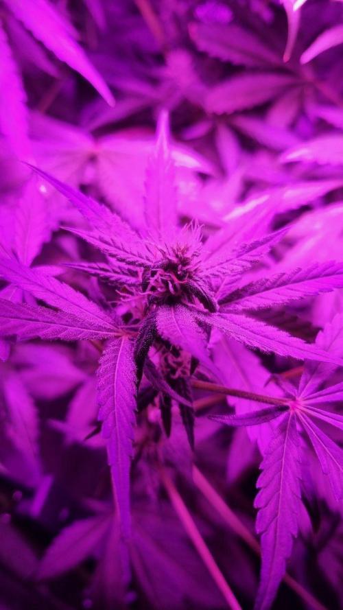 Gorilla's Childhood. Week 9