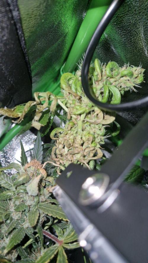 Gorilla's Childhood. Week 10