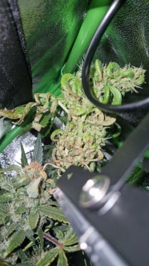 Gorilla's Childhood. Week 10