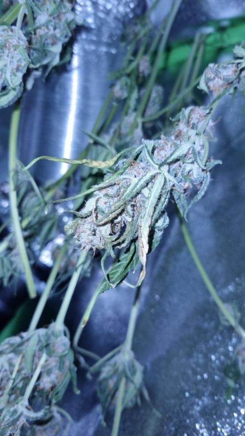 Gorilla's Childhood. Week 10
