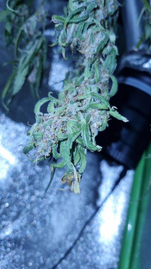 Gorilla's Childhood. Week 10