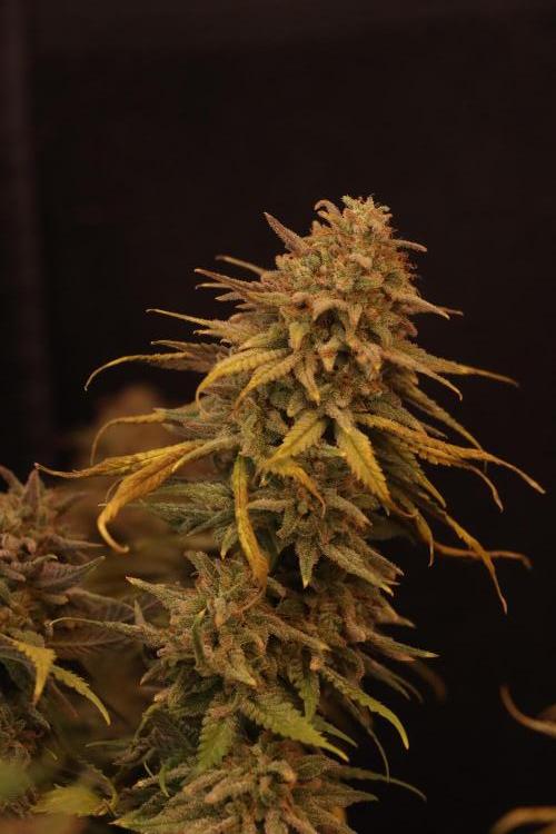 Dessert Grow #2 - Gorilla Cookies FF. Week 18 - D118 F69
