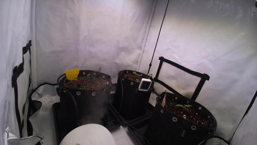 FastBuds Trainwreck auto 3x, Living Soil comparison