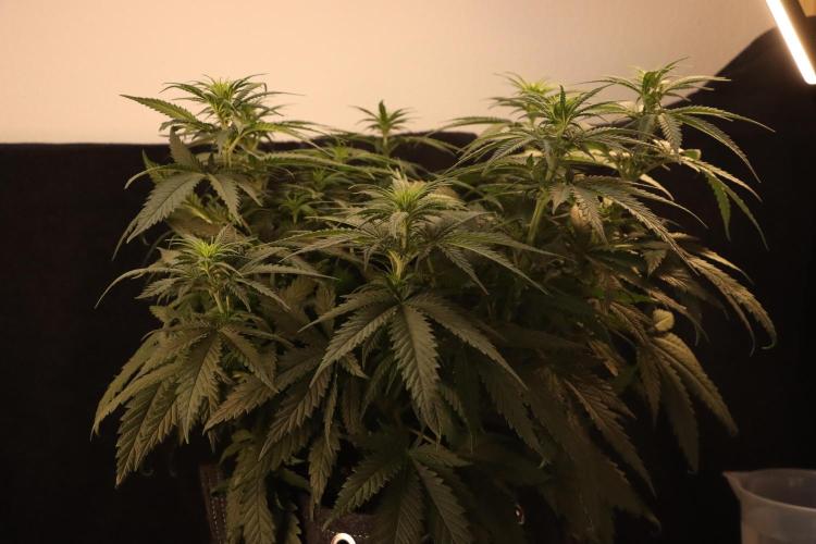 Dessert Grow - GG4 Sherbet FF. Week 8 - D56 F14