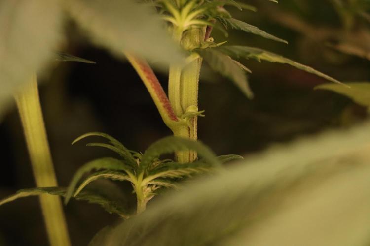 Dessert Grow - Tropicana Cookies FF. Week 8 - D56 F14