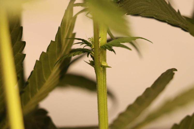 Dessert Grow - Tropicana Cookies FF. Week 8 - D56 F14