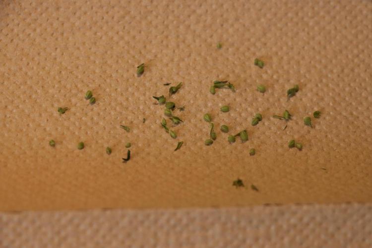 Dessert Grow - Tropicana Cookies FF. Week 8 - D56 F14